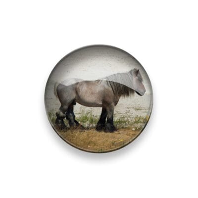 Glasmagneet XL Zeeuwse Knol